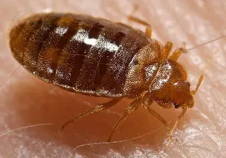 Bed-Bug-Treatment--in-Globe-Arizona-bed-bug-treatment-globe-arizona.jpg-image