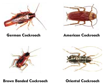 Cockroach-Extermination--in-Buckeye-Arizona-cockroach-extermination-buckeye-arizona.jpg-image