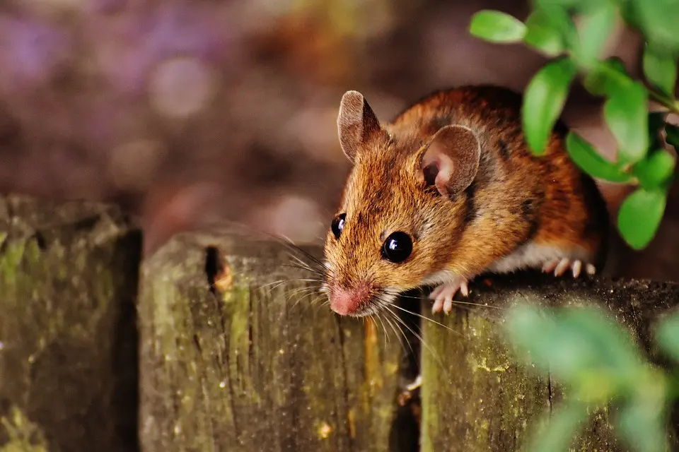 Mouse-Pest-Control--in-Mount-Lemmon-Arizona-mouse-pest-control-mount-lemmon-arizona.jpg-image