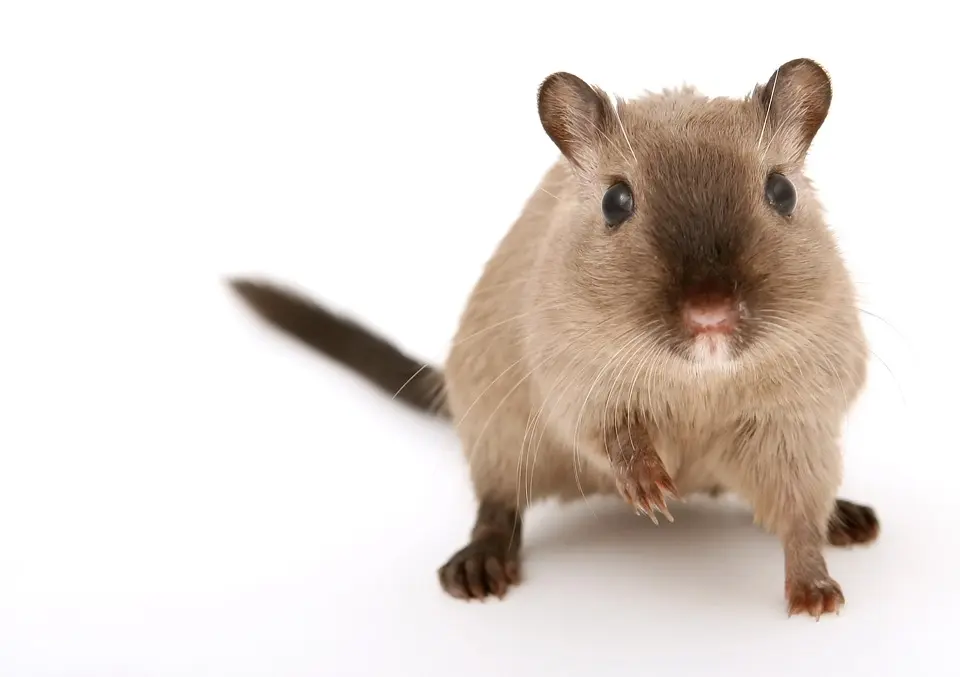 Rodent-Control--in-Gila-Bend-Arizona-rodent-control-gila-bend-arizona.jpg-image