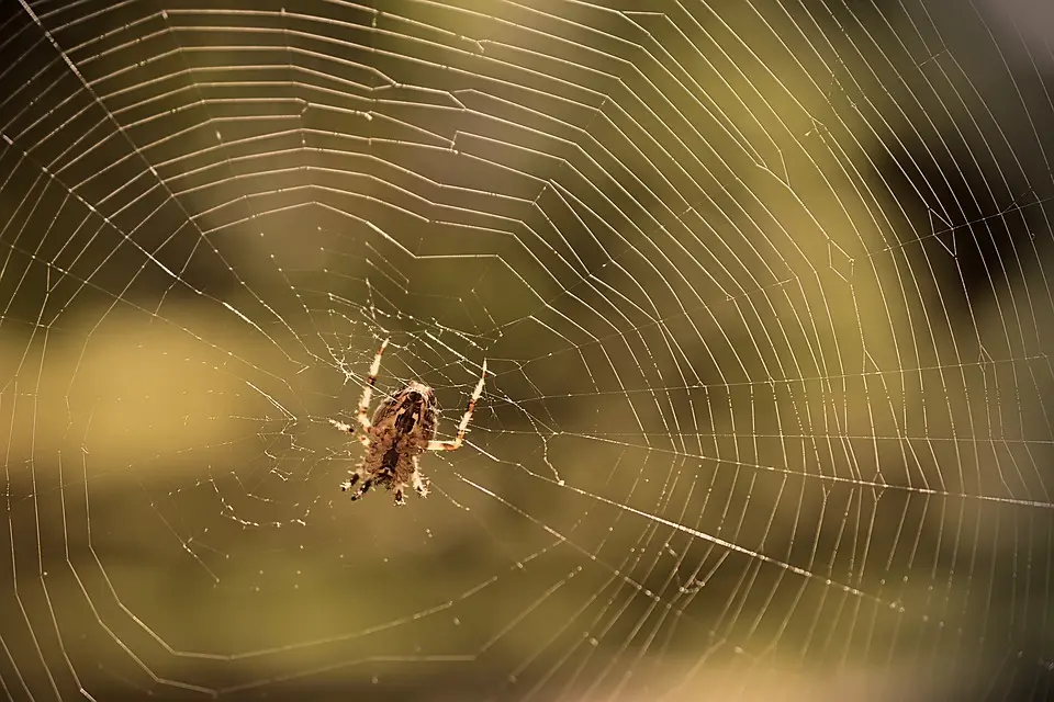 Spider-Removal--in-Queen-Creek-Arizona-spider-removal-queen-creek-arizona.jpg-image