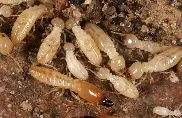 Termite-Treatment--in-Gila-Bend-Arizona-termite-treatment-gila-bend-arizona.jpg-image